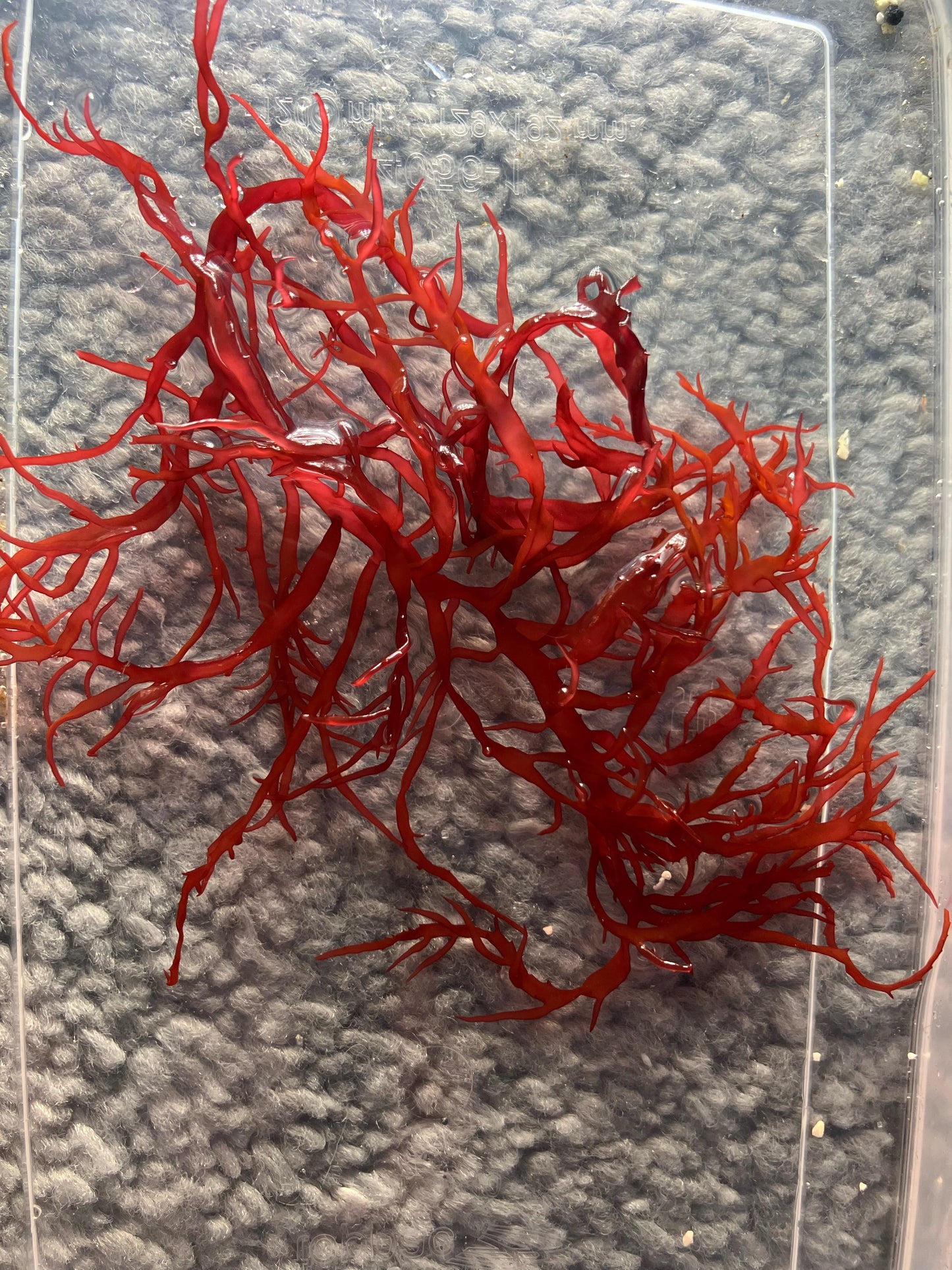 Rotalge/Macroalge Gracilaria curtissiae