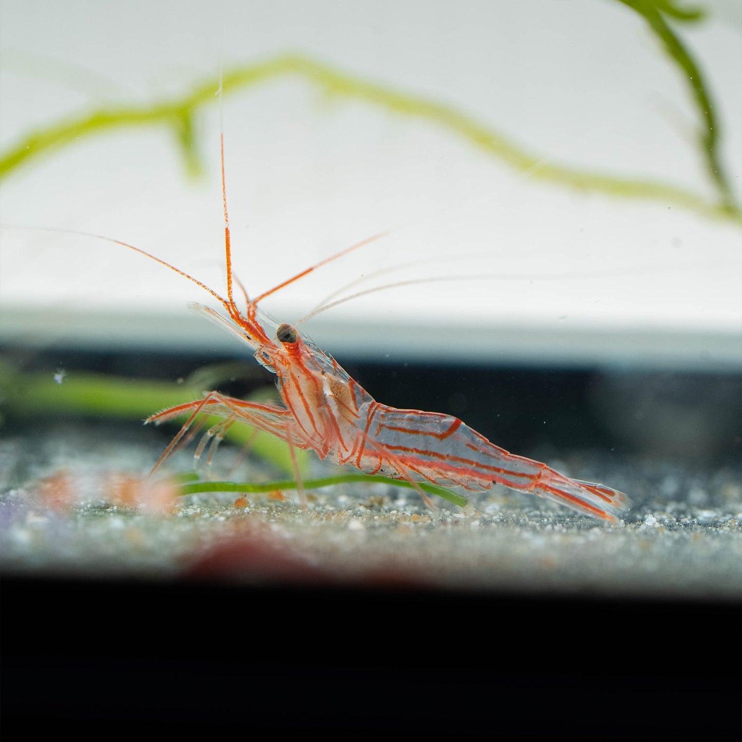 Lysmata wurdemanni
Pfefferminzgarnele