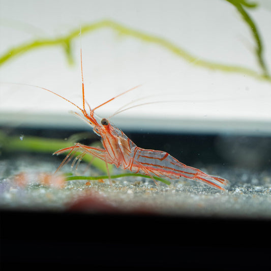 Lysmata wurdemanni
Pfefferminzgarnele